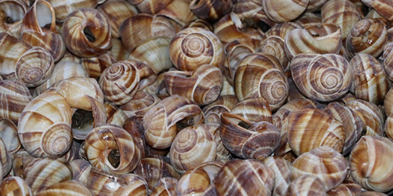 Trabzon'da kültür salyangozu hamlesi! Tesis tamam, kiraya verilecek