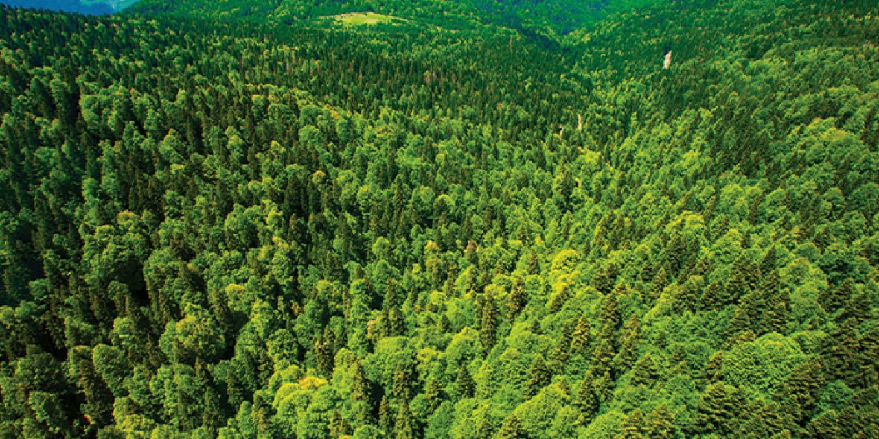 Türkiye'nin yeşil kentleri listesinde Trabzon'a şok!