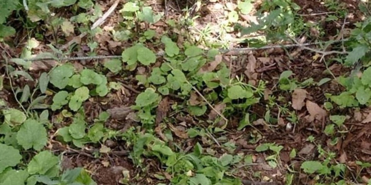 Şırnak'ta EYP düzeneği imha edildi