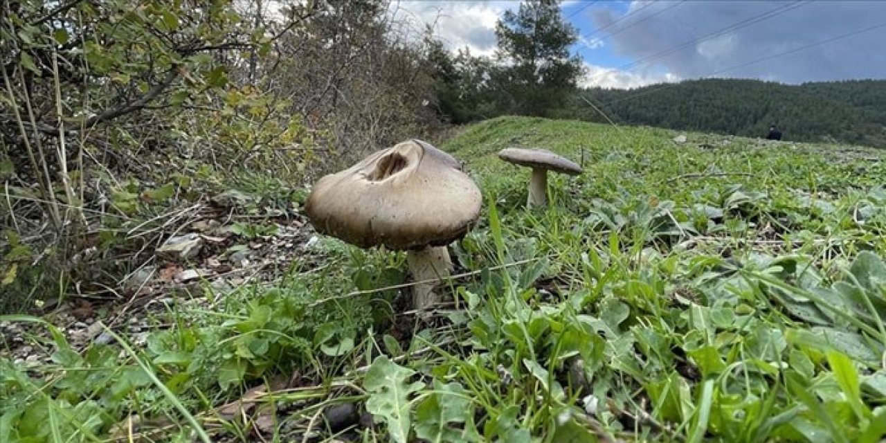 Samsun'da 2 kişi mantardan zehirlendi