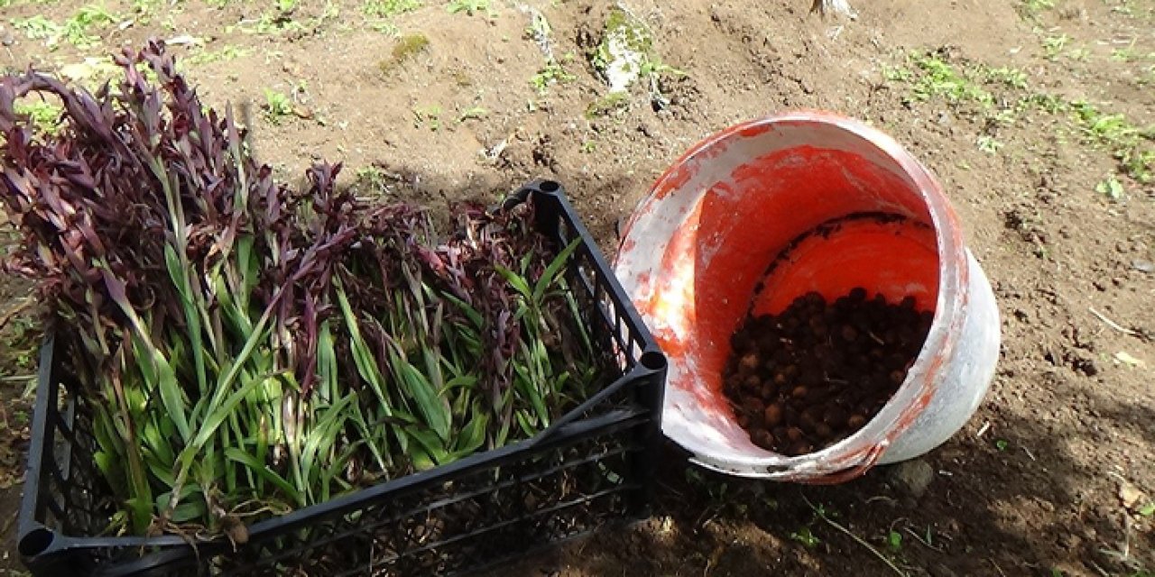 Trabzon'da salep fidelerinden ilk hasat yapıldı