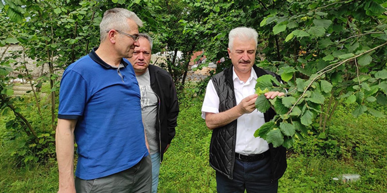 Ulusal Fındık Konseyi, Gürcistan’da