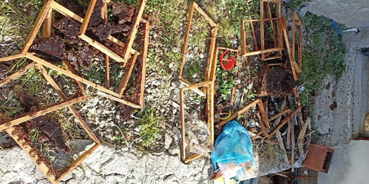 Trabzon’un o ilçesinde ayı kabusu sürüyor