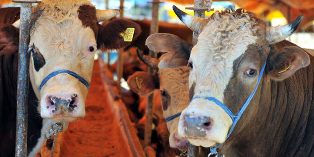 Kurbanlık alırken dikkat! Dolandırılmayın