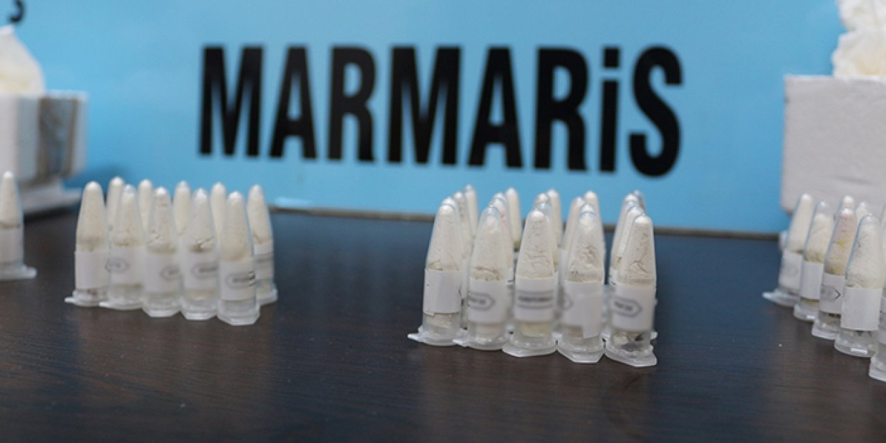 Muğla'da 76 tarantula ele geçirildi