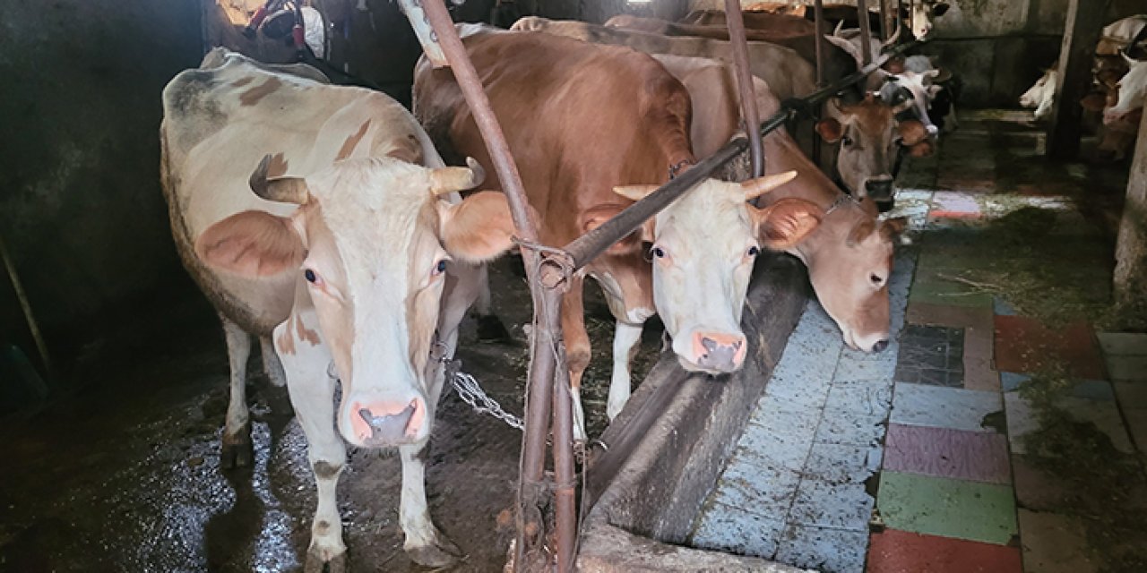 Trabzon'da Profesörden kurban kesimi öncesi kene uyarısı