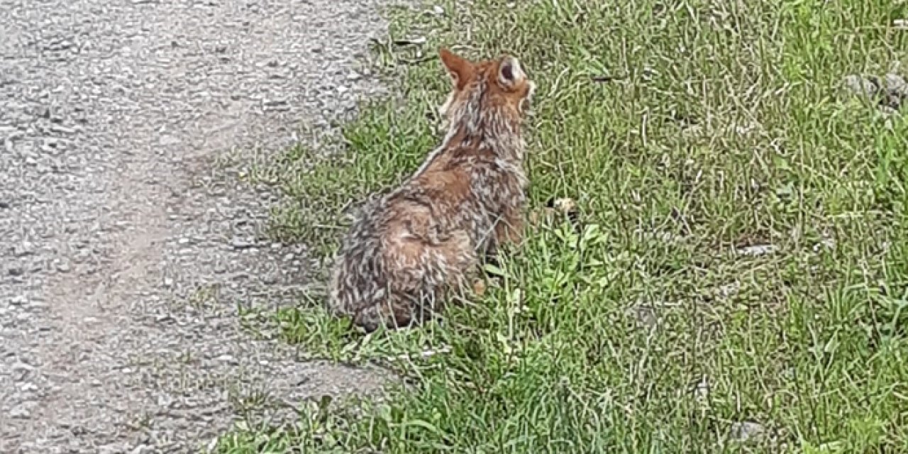 Her gün kapısına gelen tilkiyi elleriyle besliyor