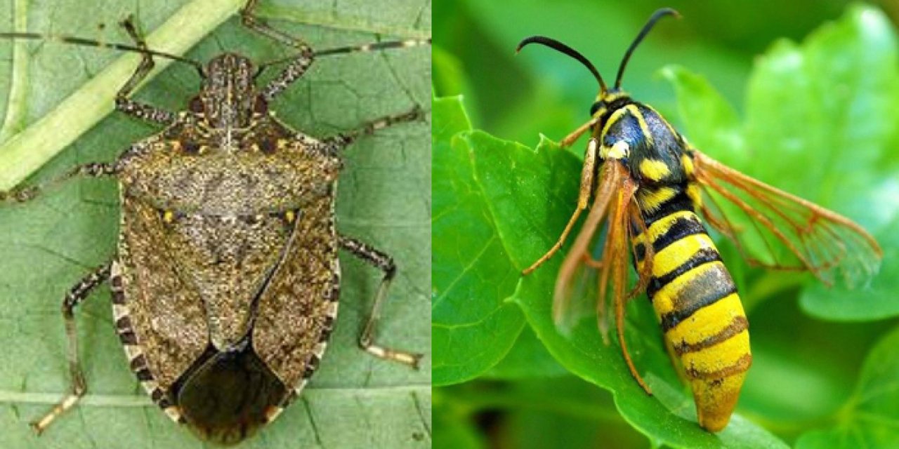 Fındığın baş düşmanı ile mücadele başlıyor! Samuray arısı salınacak