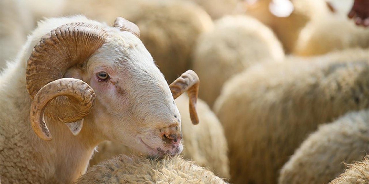 Kurban kesecekler dikkat! KTÜ'lü profesör uyardı