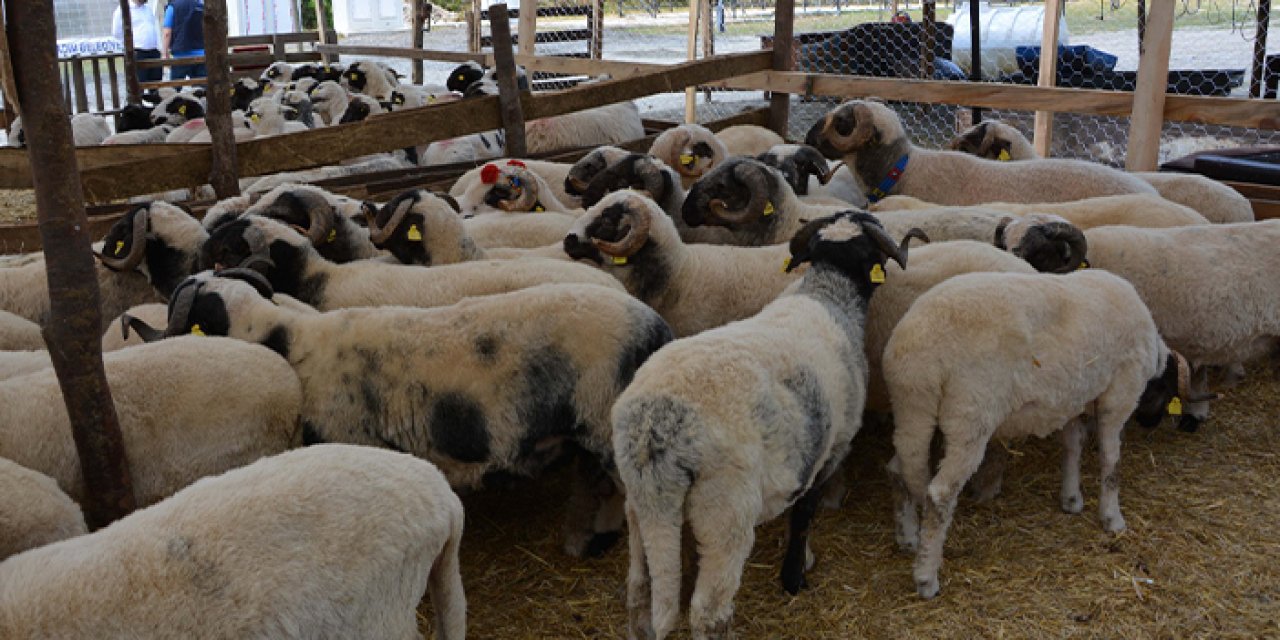 Gece kurban kesilir mi? O soruya cevap geldi!