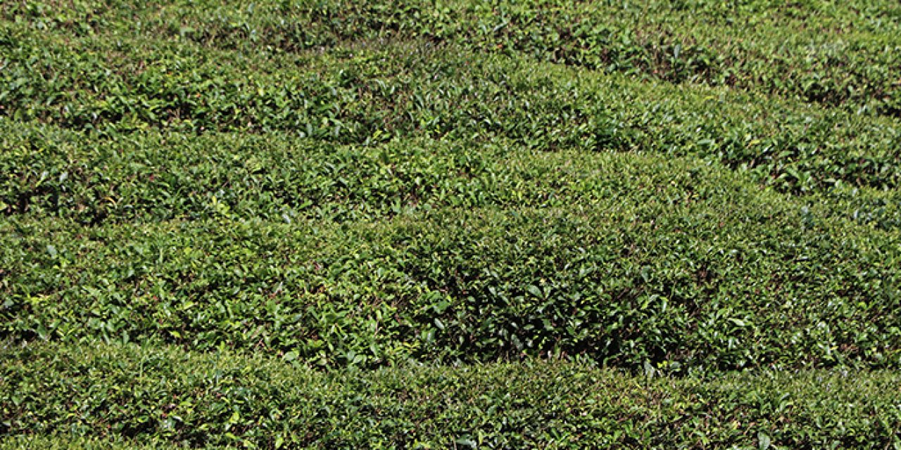 Birinci sürgünde çay üreticisinin tercihi özel sektör firmaları oldu