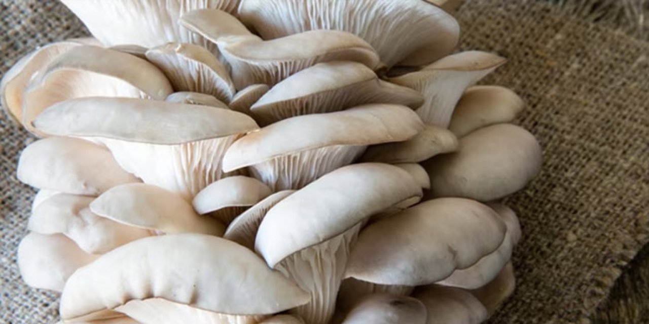 Mantardan zehirlenen 4 kişi hastanelik oldu