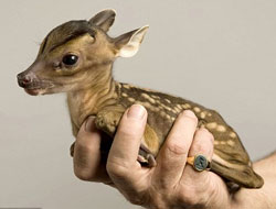 Gürcistan'ın yavru ceylanları oldu