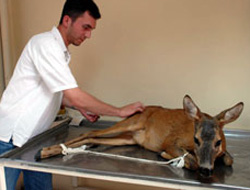 Yaralı karacanın yavruları aranıyor