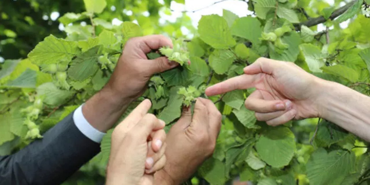 Trabzon'da fındıkta rekolte tespiti çalışmaları başladı