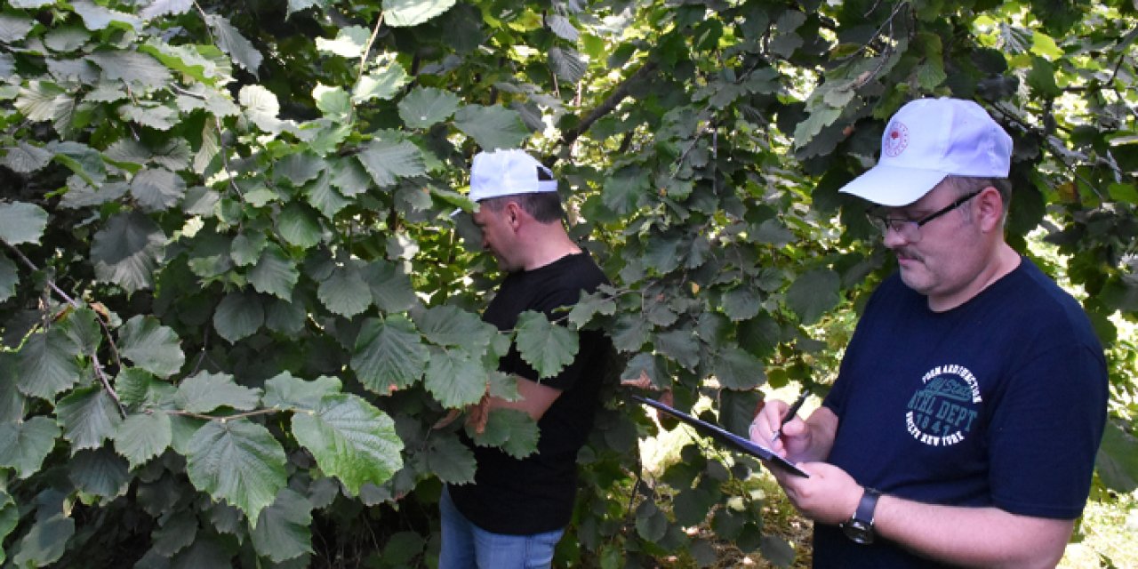 Ordu'da fındıkta rekolte tespit çalışmaları başladı