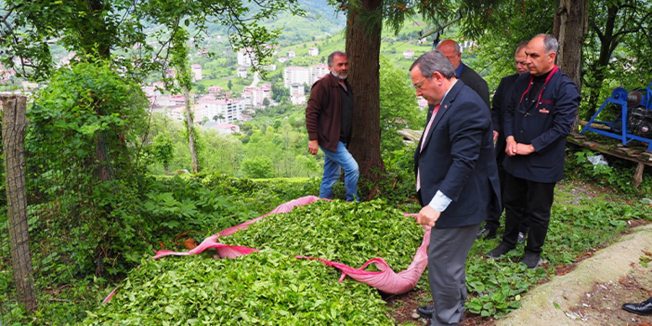 Rize'de 2. sürgün çay alım kampanyası başladı