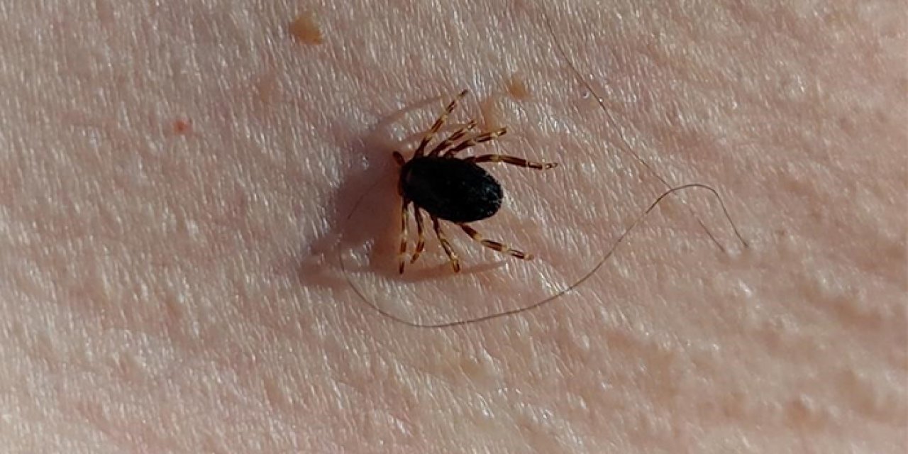 KTÜ'lü profesörden kene uyarısı! "En yüksek olduğu dönem"