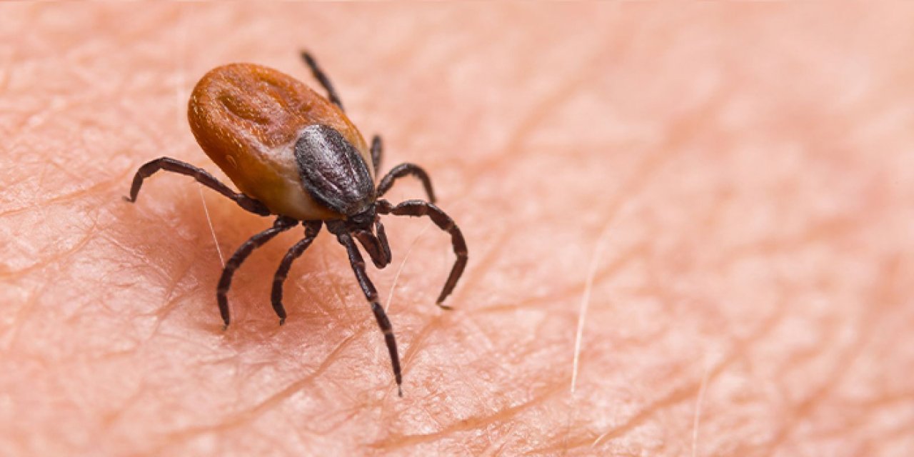 Kene tedavisinde umut ışığı! KTÜ'lü profesör açıkladı