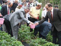 Vali Kızılcık çilek topladı