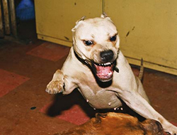 Katil köpek tetiğe bastı