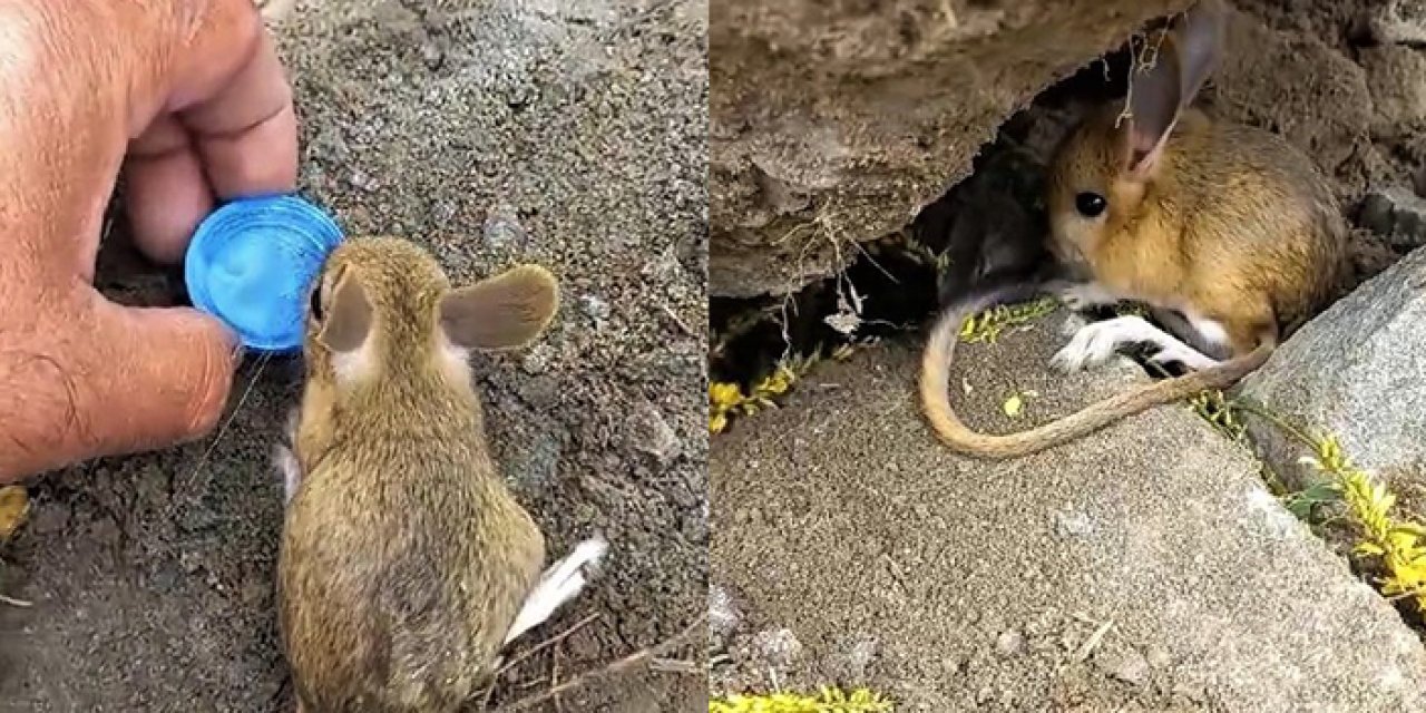 Gümüşhane'de Arap tavşanını önce kurtardı sonra elleriyle besledi