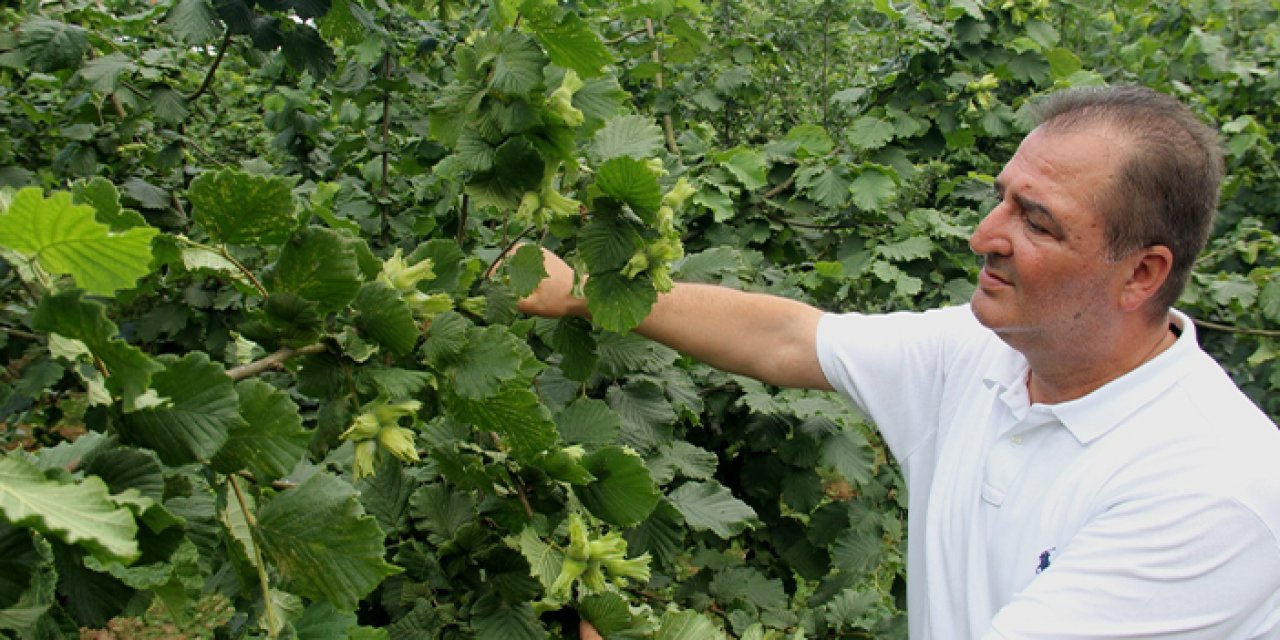 Fındıkta farklı yöntemlerle rekolte tespiti! "2-3 sezonluk tahminler ortaya koyulabiliyor"