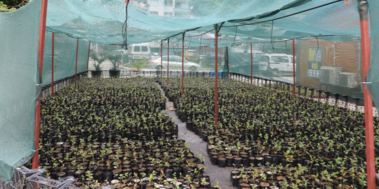 Aronya fideleri Akçaabatlı çiftçilerle buluşacak