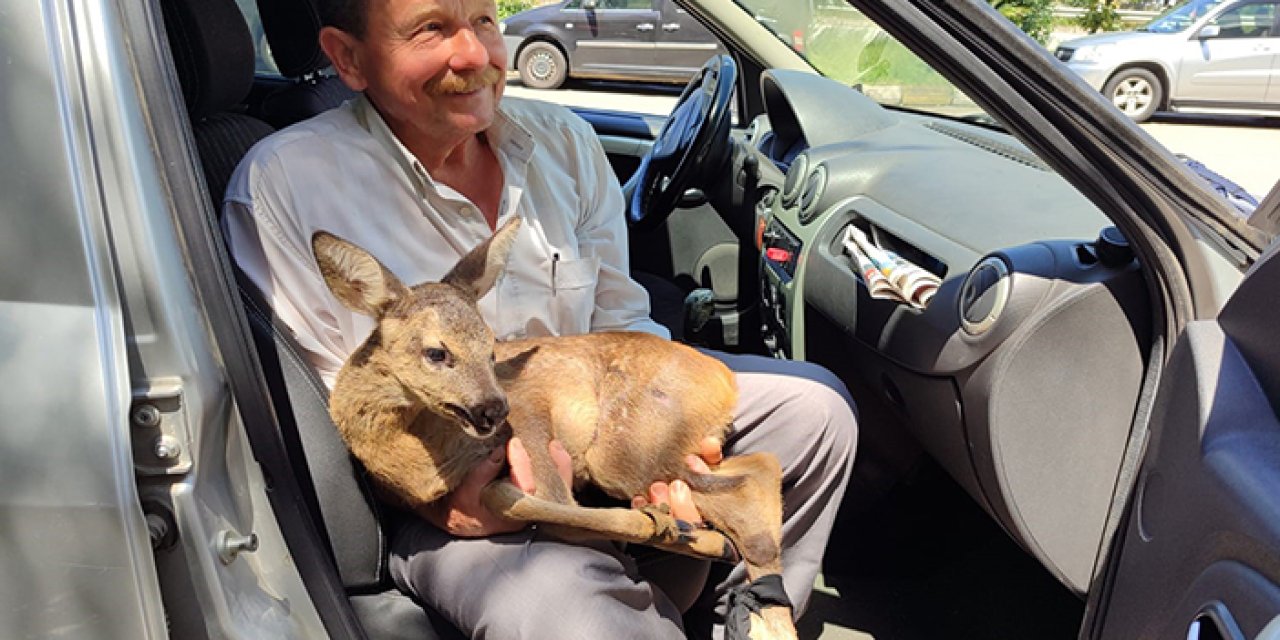 Giresun'da köylüler karacayı köpeklerin saldırısından kurtardı