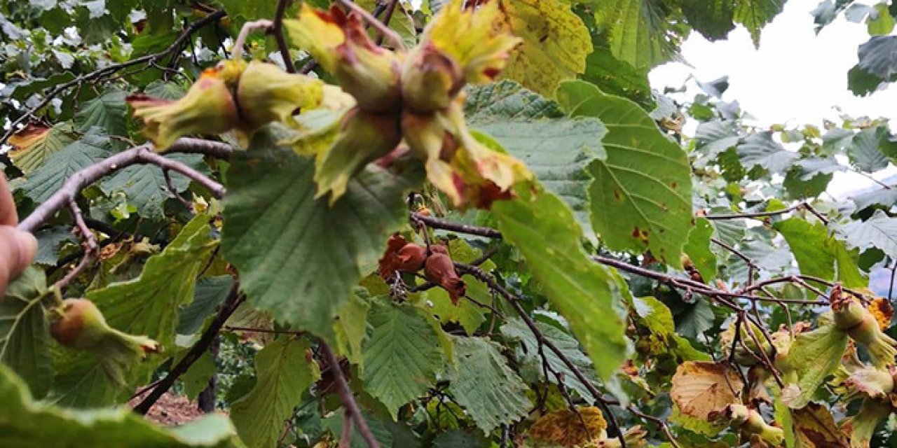 Trabzon'da Fındık üreticisine hasat uyarısı!
