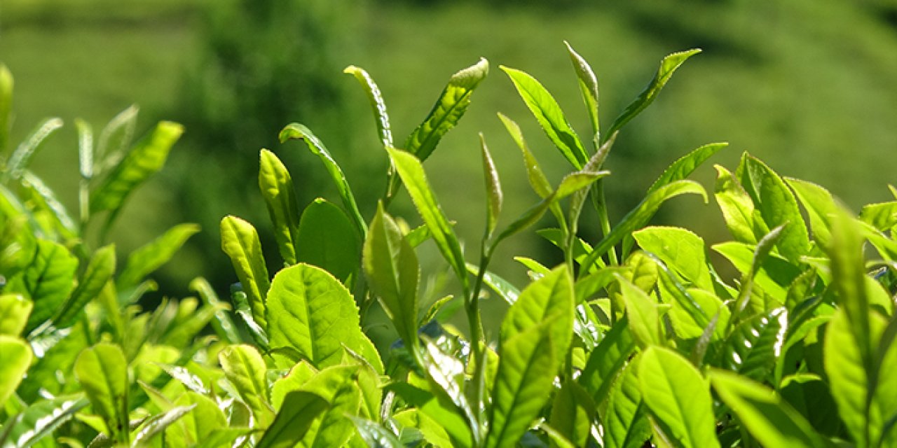 Karadeniz'de 'Z kuşağı' çay tarımından uzak "Gençleri tarlaya sokmak çok zor"