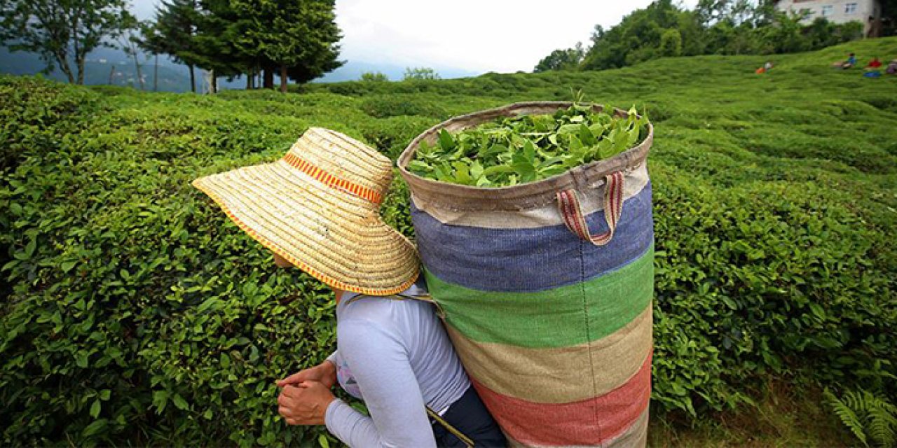 Türk çayı ihracatında yılın ilk yarısında artış