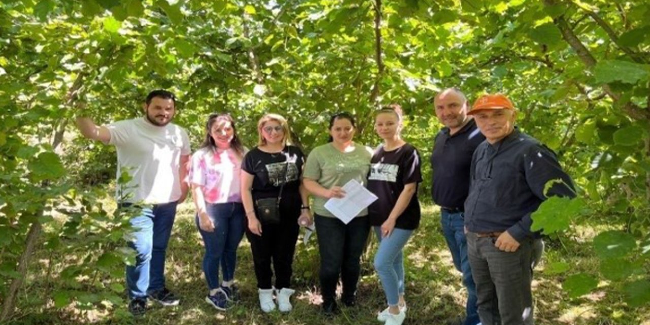 Fındık rekoltesi doğuda düşüyor, batıda yükseliyor