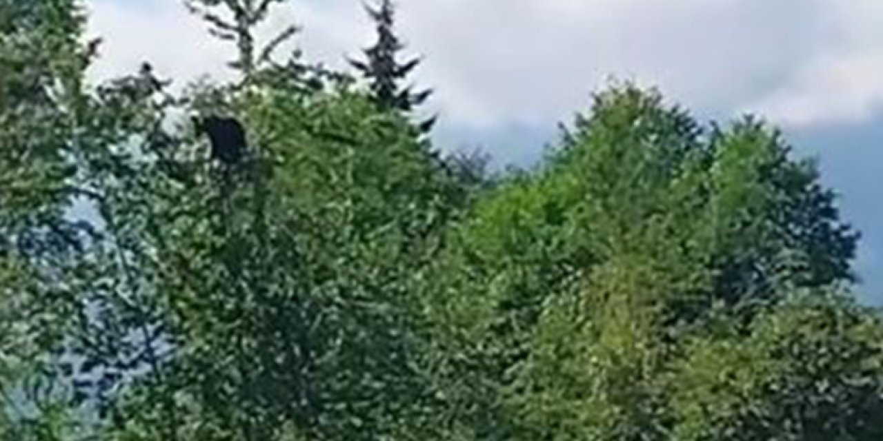 Artvin'de ağaca çıkan ayıyı uyaran vatandaş güldürdü