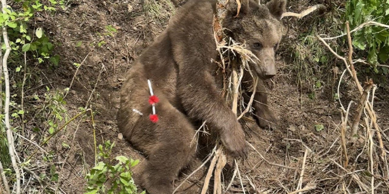 KTÜ'lü profesör duyurdu! Türkiye’de ayı popülasyonu arttı, tehlike büyüdü