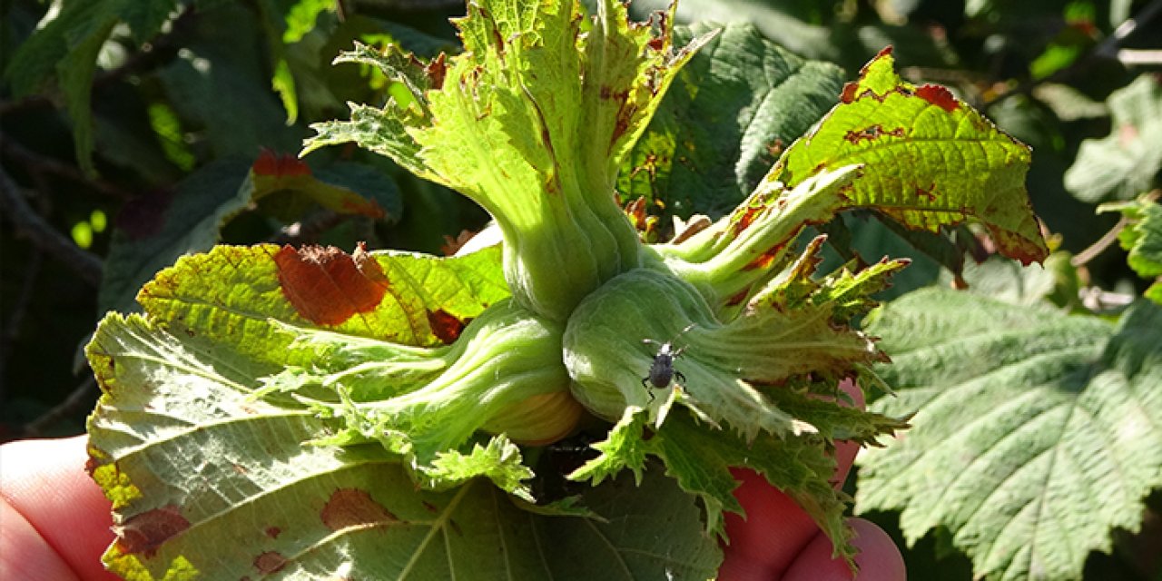 Ordu’da fındık toplama işçi ücreti belirlendi