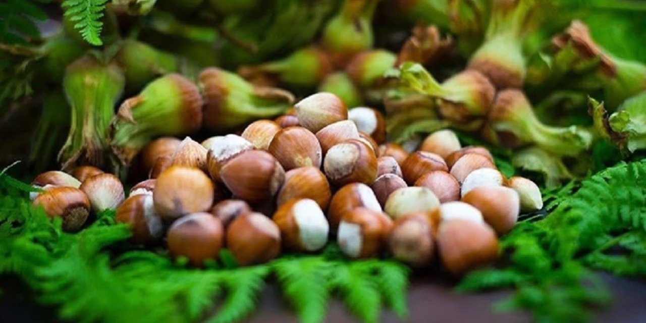 Türkiye’nin tahmini fındık rekoltesi açıklandı!