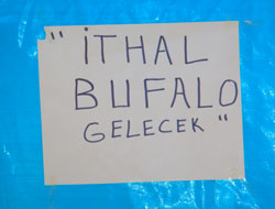 Meydan'ın göbeğinde satılık bufalo