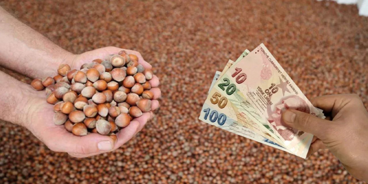 Sakarya'da fındıkta fiyat beklentisi açıklandı!