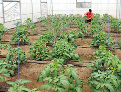 TS organik tarıma başladı