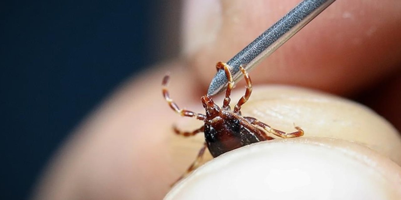 Gümüşhane’de 4 ayda 34 kene vakası görüldü