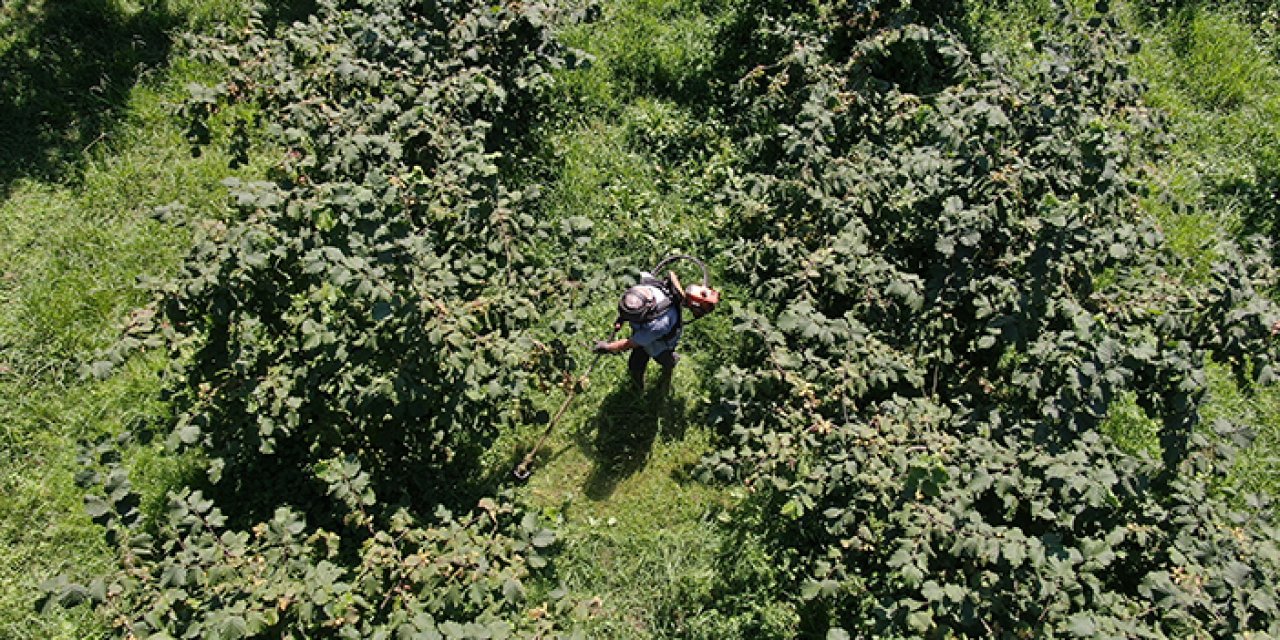 Trabzon'da fındık hasadı öncesi TBB Başkanı'ndan uyarı! " Yerden toplayın"