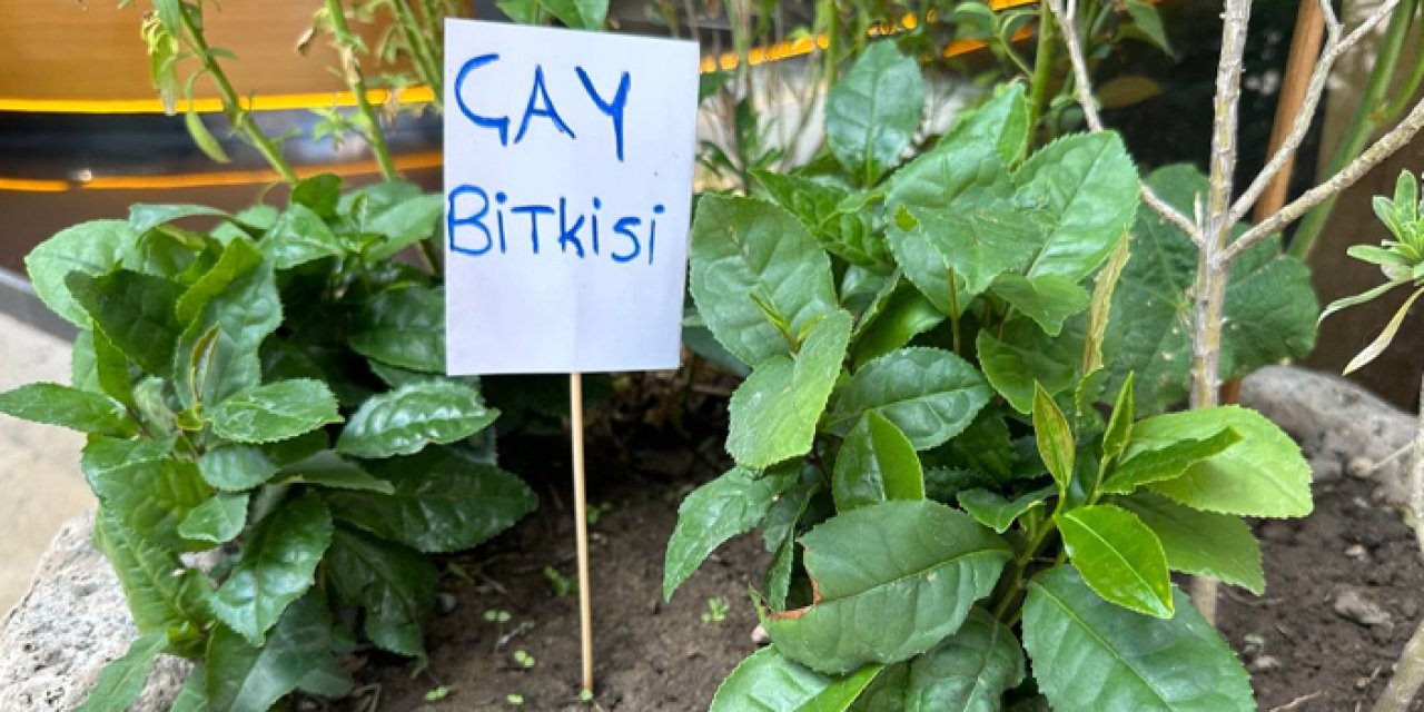 Rize'den Tokat'a getirdiği çay fidesini iş yerinin önünde yetiştiriyor