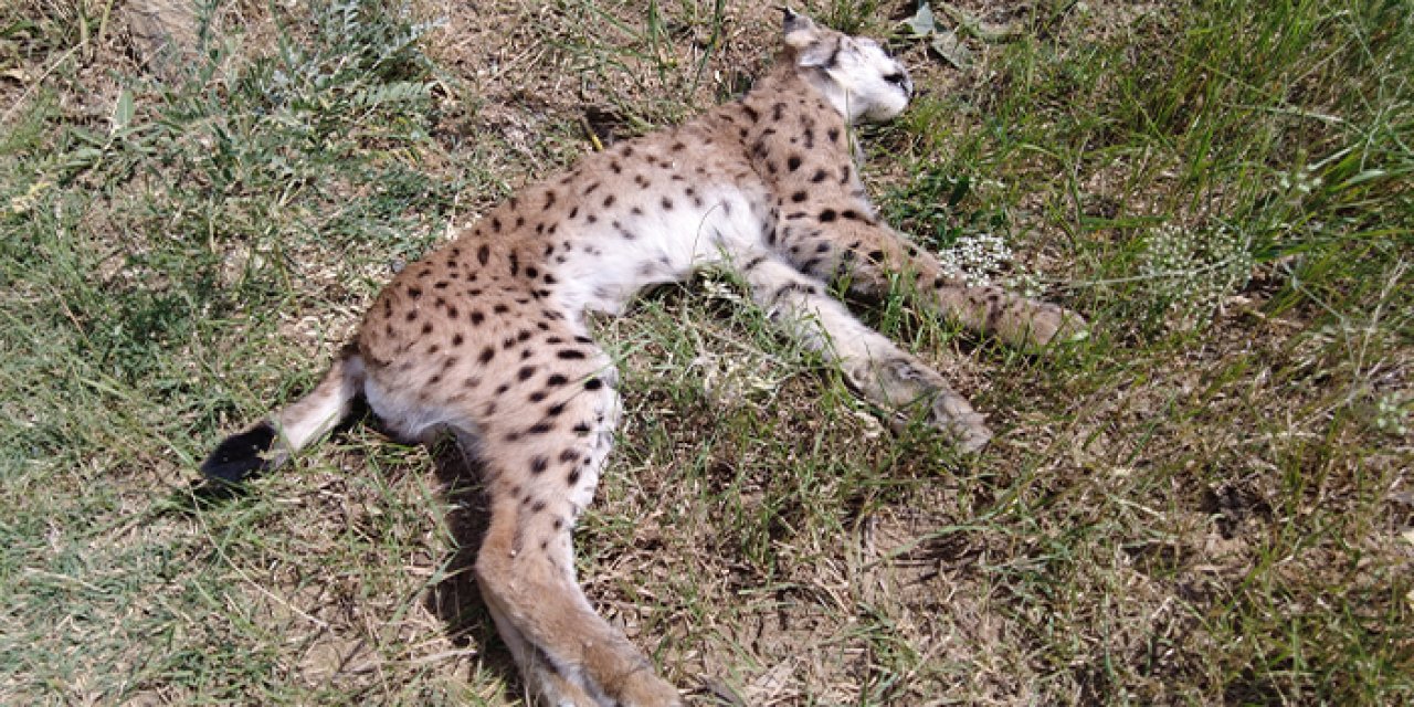 Erzincan'da nesli tükenmekte olan vaşağa araba çarptı