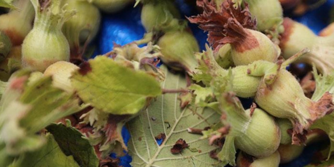 Giresun'da fındık hasat tarihleri belirlendi