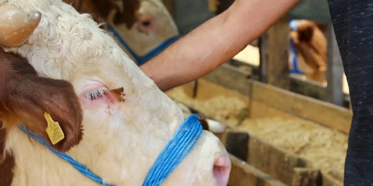 Samsun'da şap nedeniyle hayvan pazarları kapatıldı