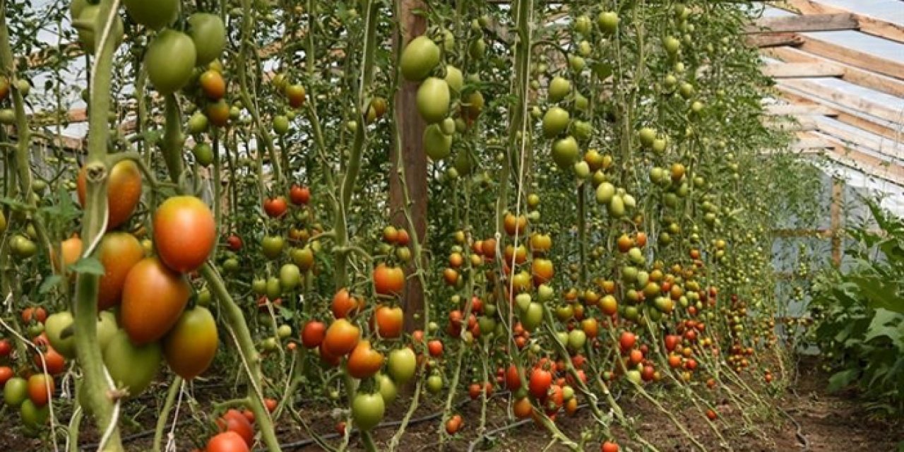 Ordu’da örtü altı yetiştiriciliği 9 yılda yüzde 80 arttı