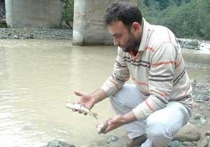 Sürmene'de balık ölümleri