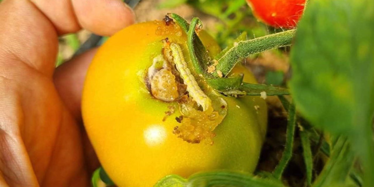 Bayburt'ta seralarda Yeşil Kurt mücadelesi