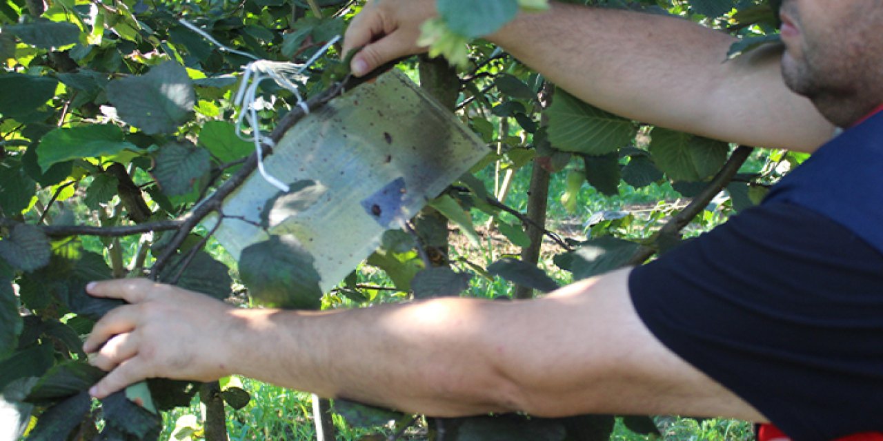 Fındıkta kahverengi ve yeşil kokarca uyarısı